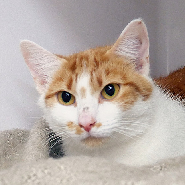 Photo of Carrot Cake Sta013715