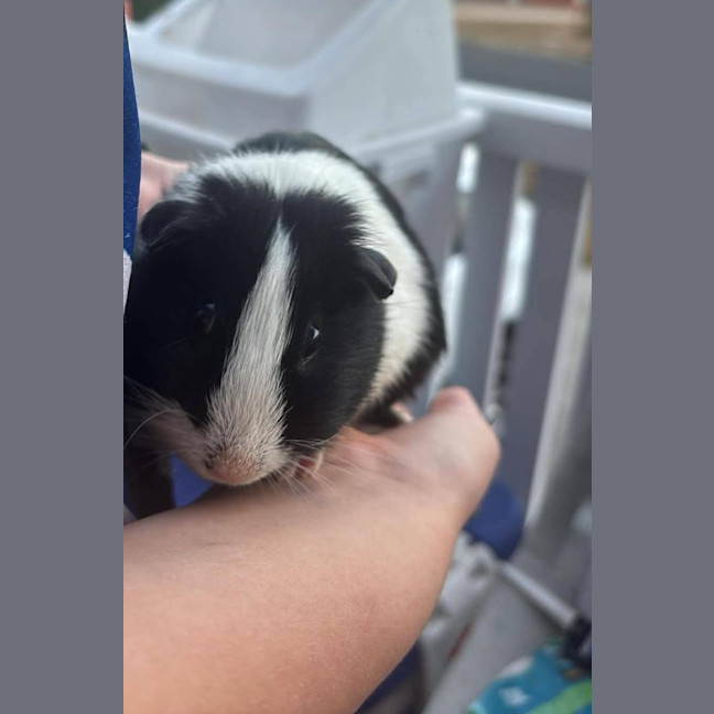 Photo of Jellybean