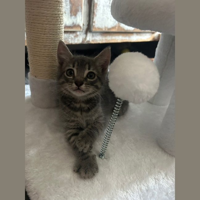 Photo of Tango