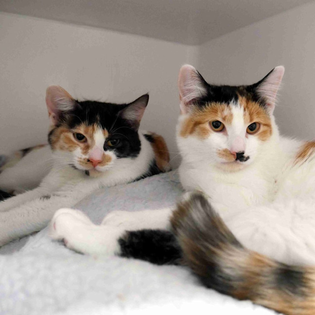 Photo of Alex Stk013727 & Mimi Stk013726