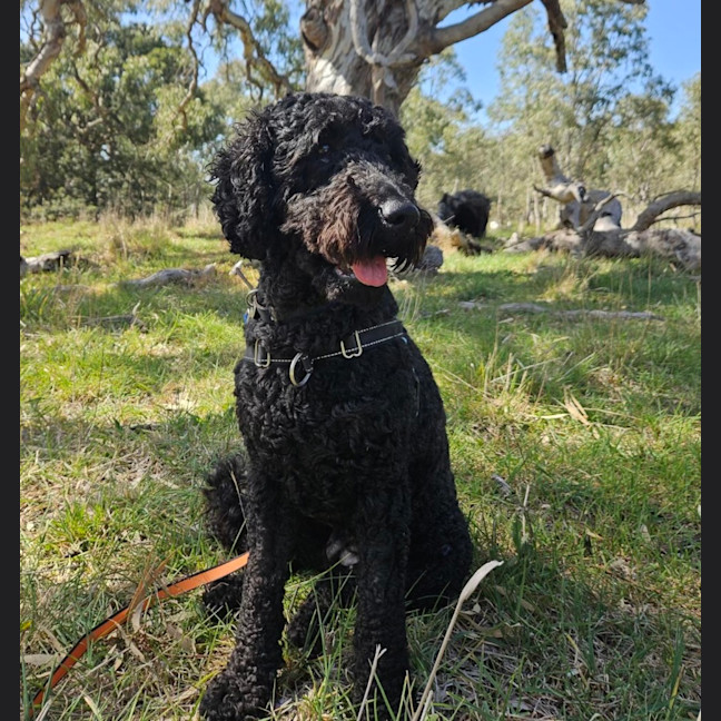 Photo of Scout