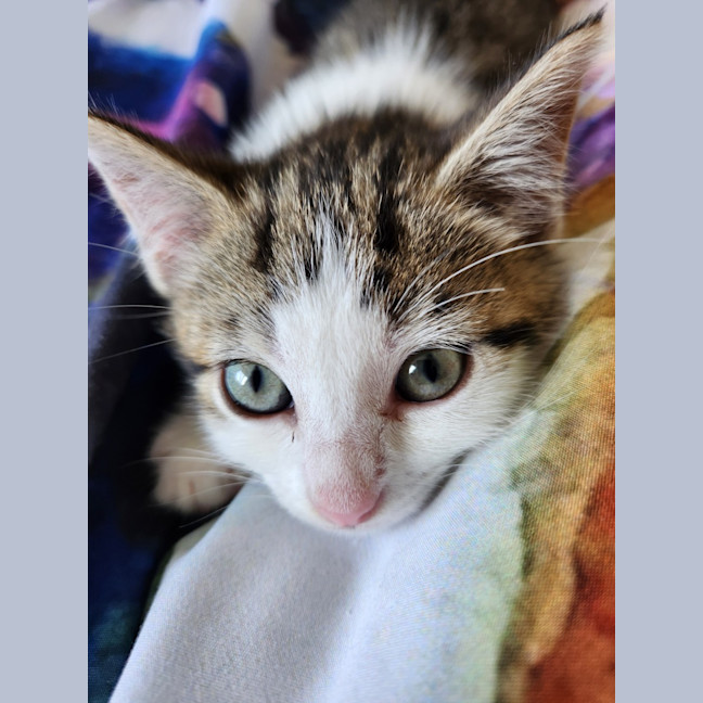 Photo of Bequin & Snorkel