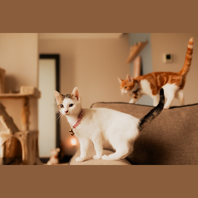 Photo of Phineas & Ferb