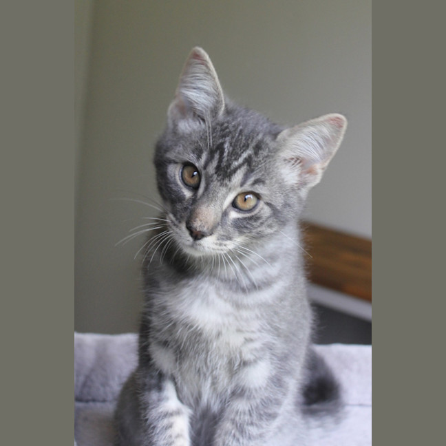 Photo of Cinder