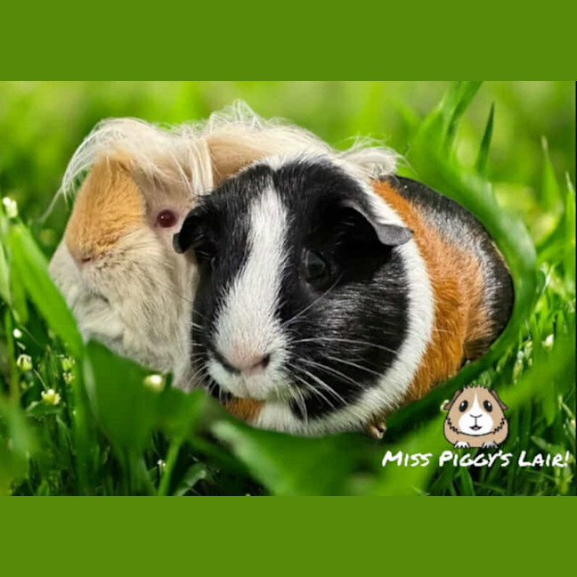 Photo of Tommy & Spinkles