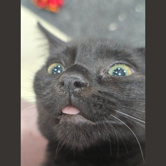 Photo of Mippy