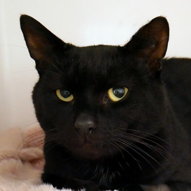 Photo of Cosmo Sta014628