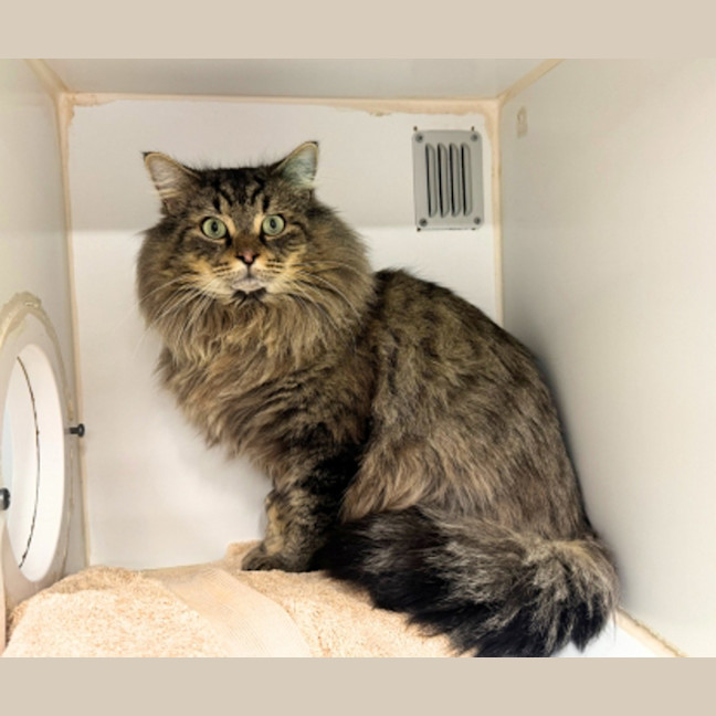 Photo of Lord Tubbington