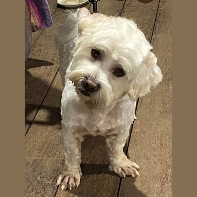 Photo of Benson Boony 