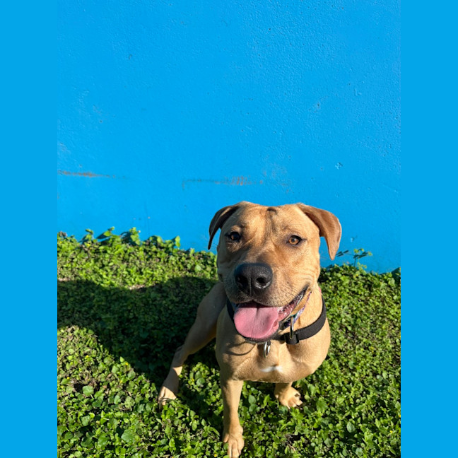 Photo of Dennis