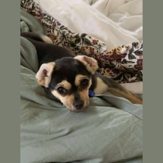 Photo of Bean   1 Year Old Chihuahua X