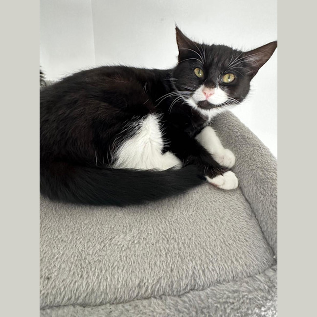 Photo of Odette