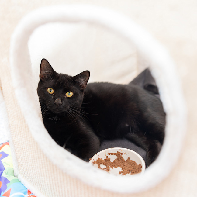 Photo of Midnight