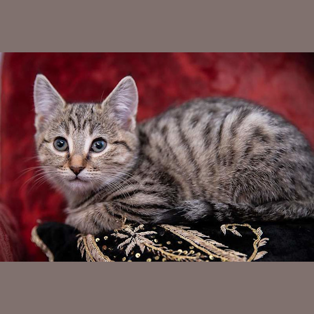 Photo of Loki