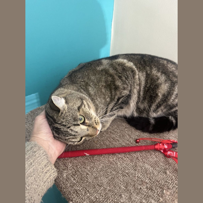 Photo of Kandos Now At Thornton Pet Quarters