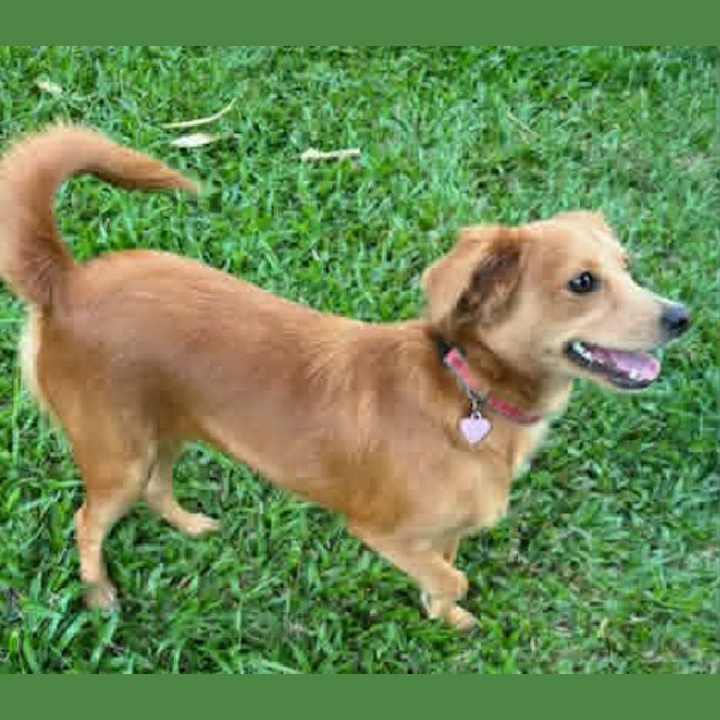 Photo of Nutmeg
