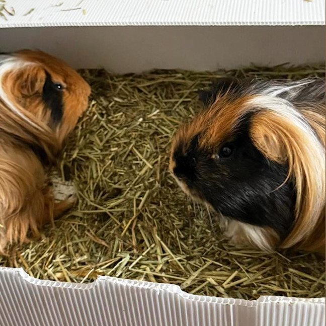 Photo of Fabio / Fonz