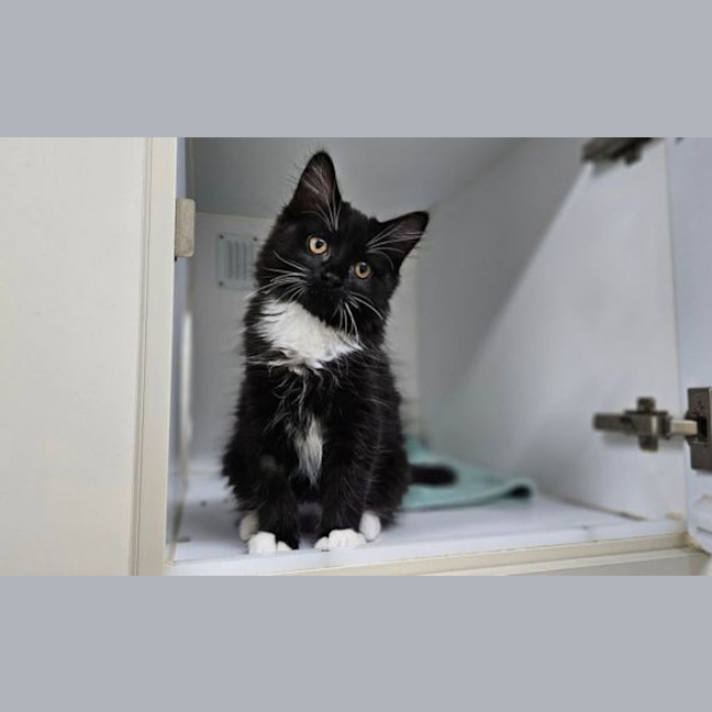 Photo of Oreo