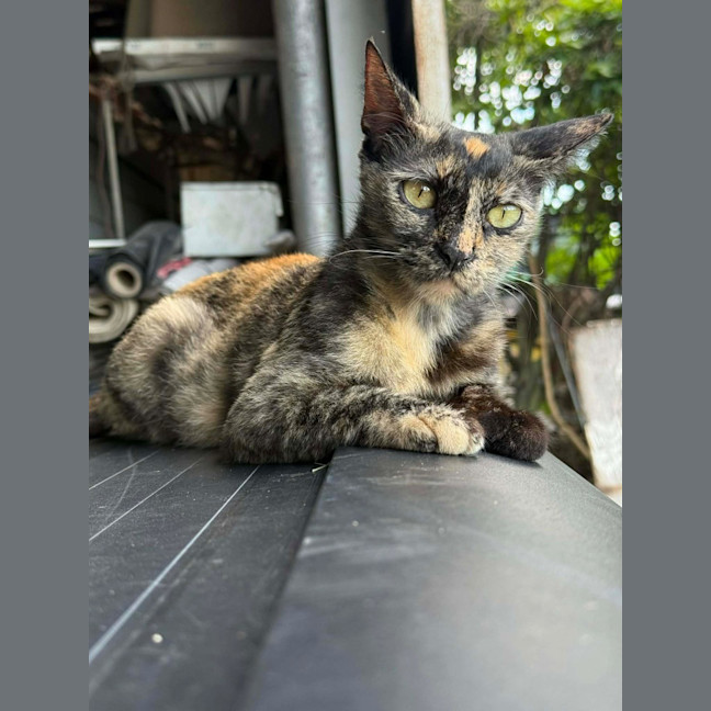 Photo of Pookie