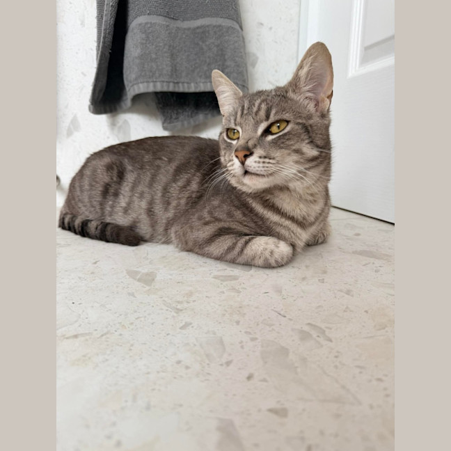 Photo of Milo 