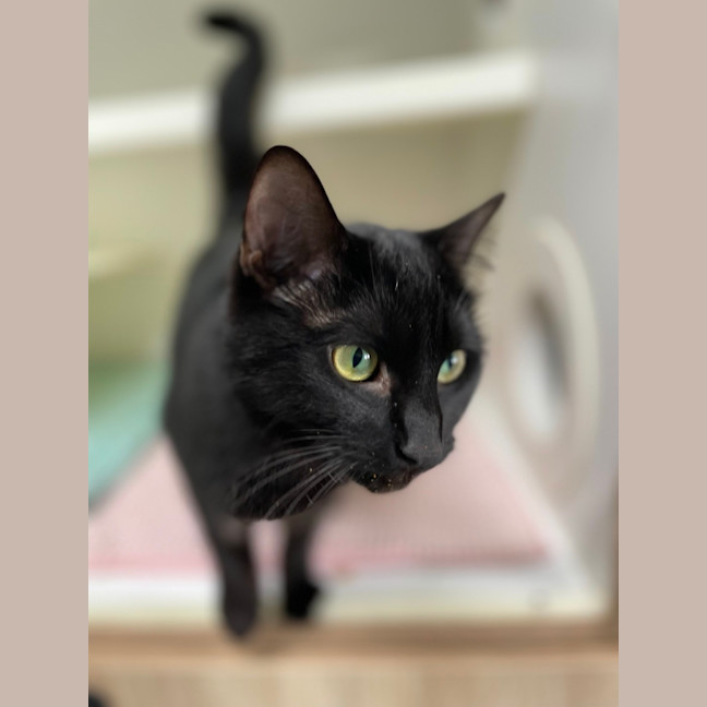 Photo of 👒 Salena 5556 👒