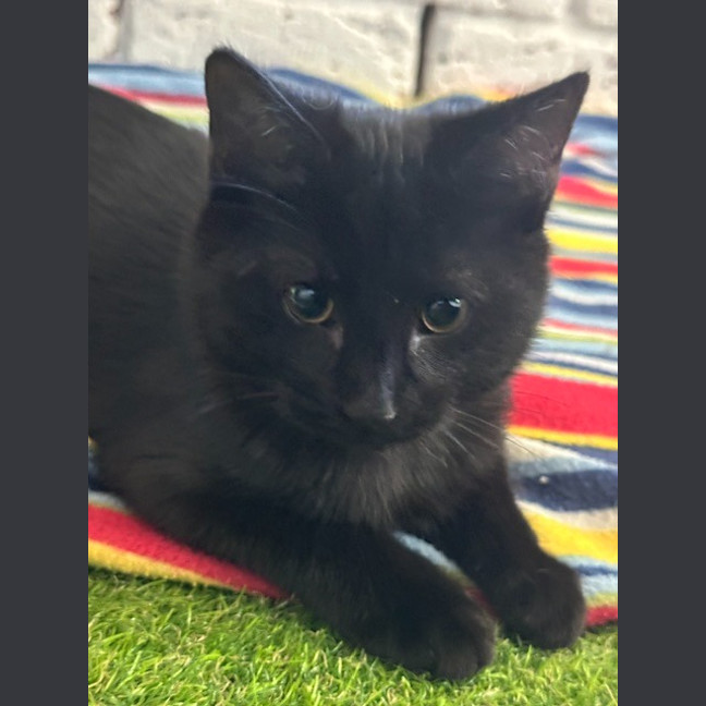Photo of Licorice