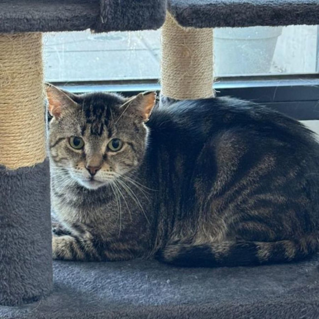 Photo of Kimchi & Bruno