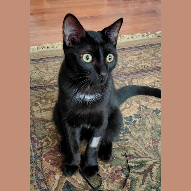 Photo of Otis