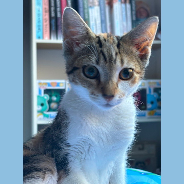 Photo of Mattise
