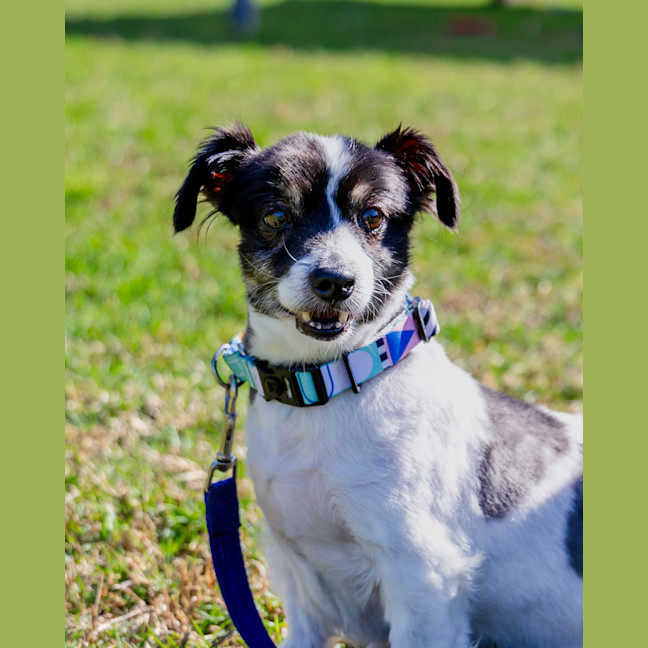 Photo of Bolt