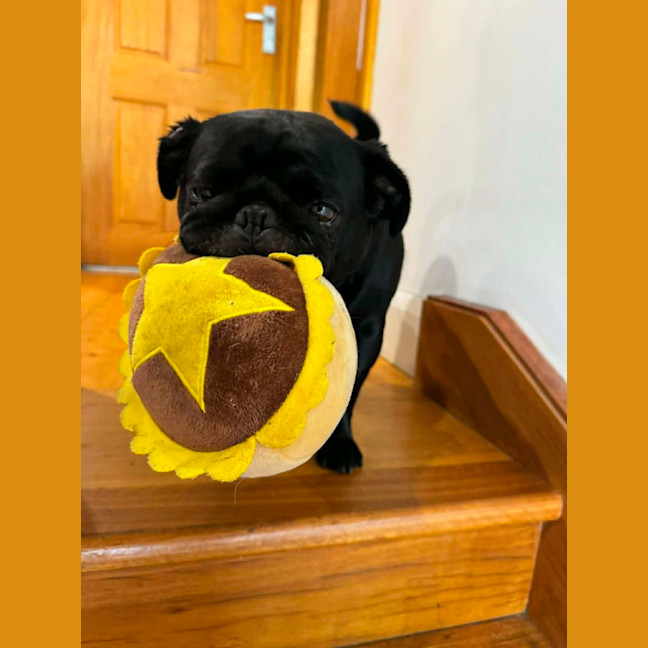 Photo of Peggy   5 Year Old French Bulldog X Pug