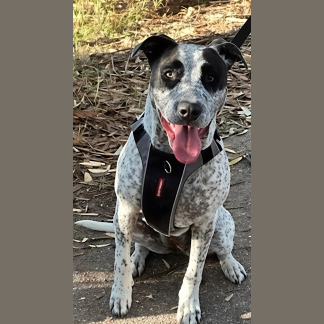 Photo of Spot   22 Month Old Cattle Dog X
