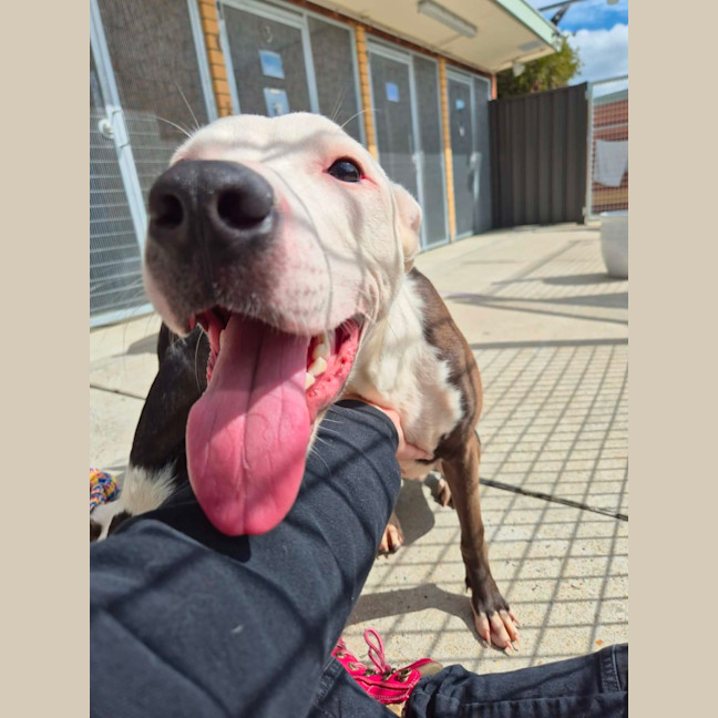 Photo of Patch! 🧩