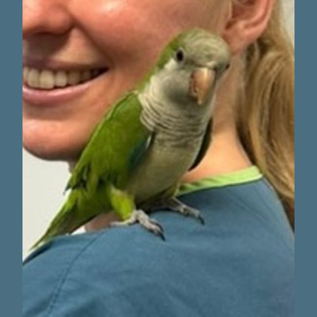 Photo of Quaker Bird