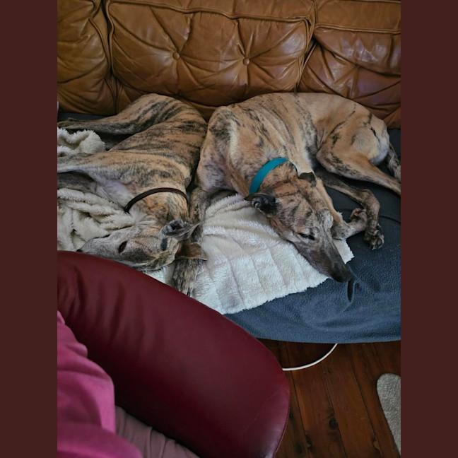 Photo of Bella   5 Year Old Greyhound