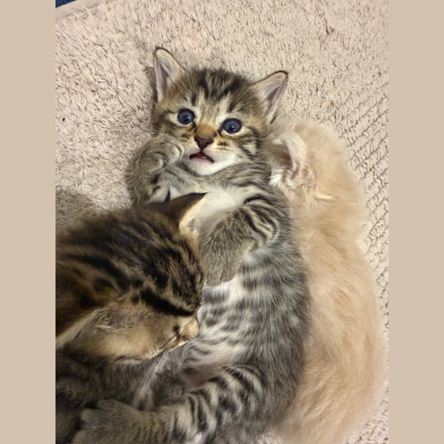 Photo of Lilo