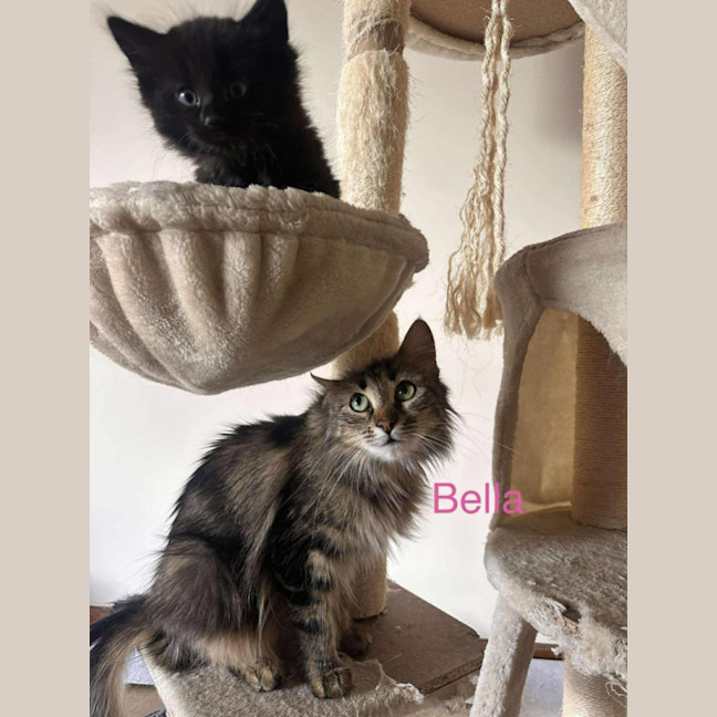 Photo of Bella