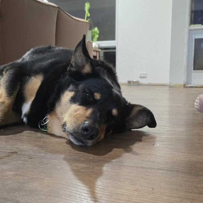 Photo of Indi 