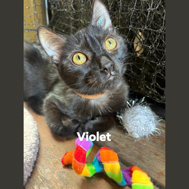 Photo of Violet