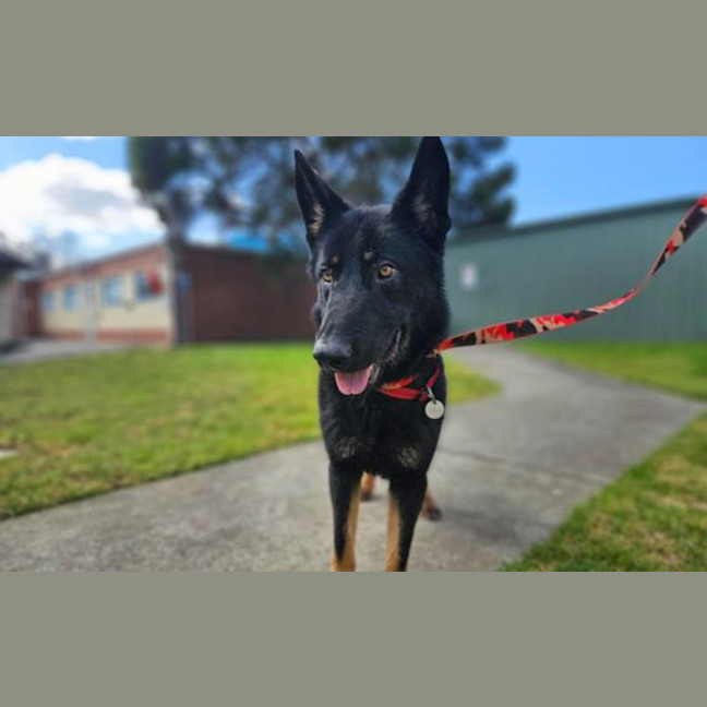 Photo of Taco
