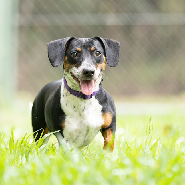 Photo of Tuppence