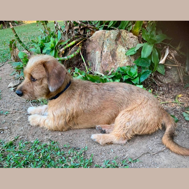 Photo of Maurice & Sheba