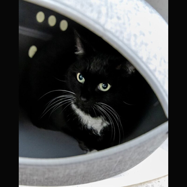 Photo of Benji