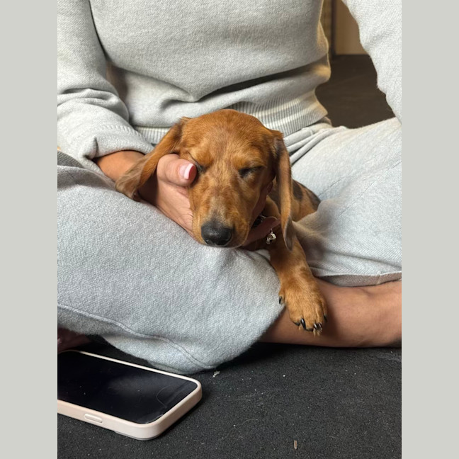 Photo of Poppy Puppy