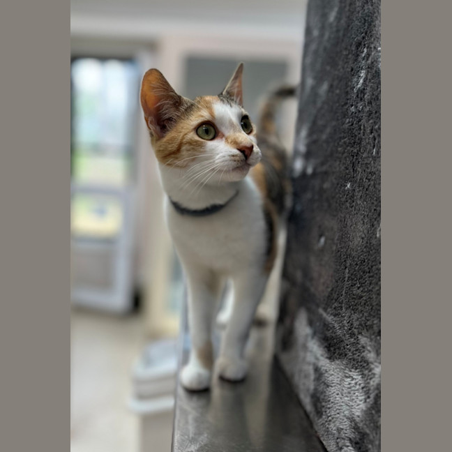 Photo of Miss Patch (9075)