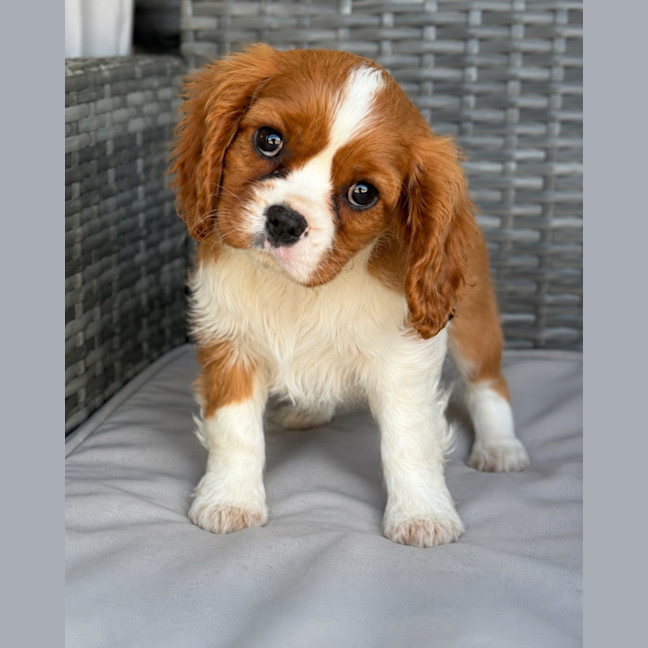 Photo of Lucy