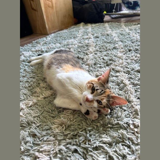 Photo of Sprinkles