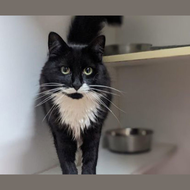Photo of Sox