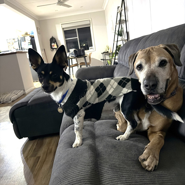 Photo of Spot