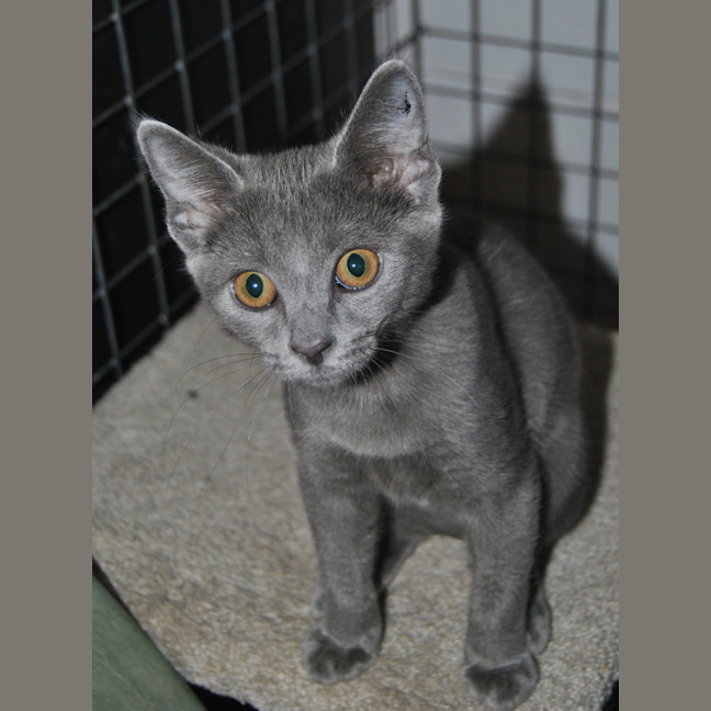 Photo of Shadow (Raffa)